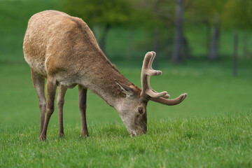 Rothirsch (Cervus elaphus) fressend auf einer Wiese im Mai mit gerade nachwachsendem Geweih mit Bast