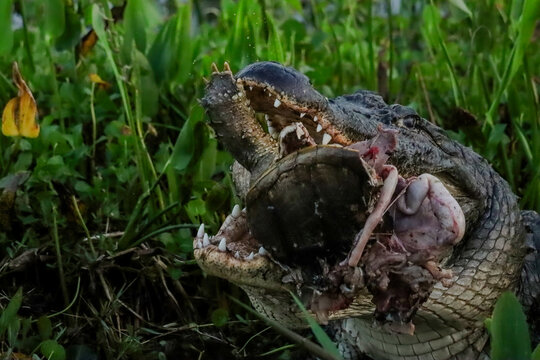 American Alligator Feasting on a Snapping Turtle Orlando Wetlands Park Florida 