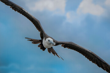 Frigatebird flying over the beach under a blue sky in Costa Rica