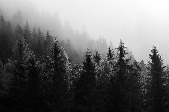 schwarz wei&szlig; Bild vom Nadelwald, &uuml;ber den der tiefe Nebel h&auml;ngt