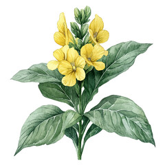 Yellow Archangel Flower, clipart watercolor vector with gentle, isolated on a white background.