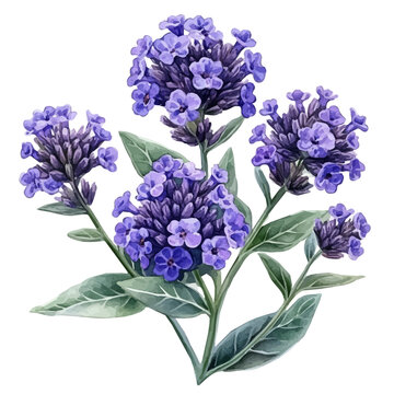 watercolor of Verbena Flower, vector, isolated on a white background.