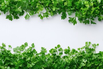Obraz premium Vibrant Frame of Fresh Green Herbs on a Clean White Canvas