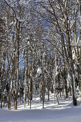 A bright winter day in the snowy mountains of Georgia, featuring a sunlit forest with sparkling snow, tall trees, and peaceful natural scenery. A serene seasonal landscape full of crisp mountain light
