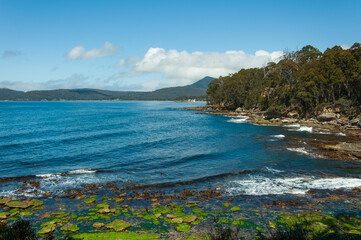 Obraz premium Bruny Island coastline in Tasmania with rocky shore, tidal algae and forested hills, ideal for travel content, environmental projects, marine topics and editorial landscape use.