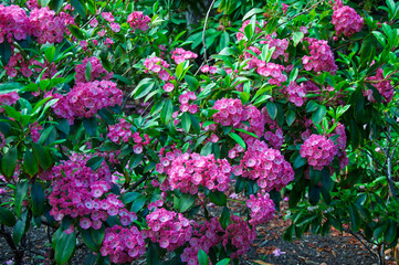 Kalmia latifolia in bloom with dense clusters of pink flowers and glossy foliage, ideal for gardening projects, plant databases, landscaping visuals and horticultural content.