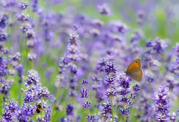 Motyl pośr&oacute;d kwitnącej Lawendy 2025