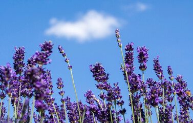 Pole Lawendy z błękitnym niebem 2025