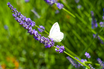Biały motyl na Lawendzie 2025
