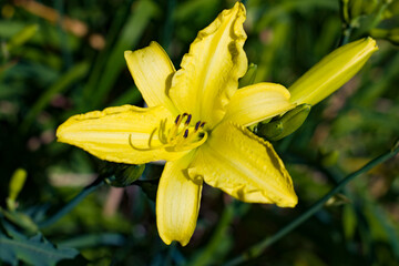 Liliowiec Cytrynowy w rozkwicie 2025