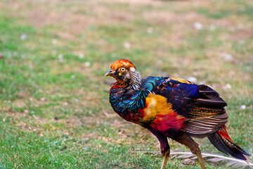 Colorful bird with vibrant plumage walking on green grass in natural setting