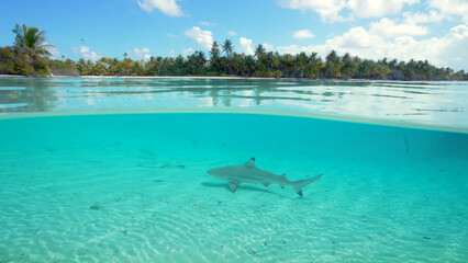 Luxury resort photo of French Polynesia tropical 
paradise Fakarava island with exotic fish under wave 
of clear water on seabed, palm tree, 
azure Pacific ocean, sky with clouds.
A shark on seabed.