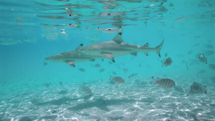 Luxury resort photo of French Polynesia tropical
paradise Fakarava island with exotic fish under wave
of clear water on seabed of azure Pacific ocean.
A shark on seabed.
