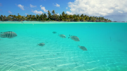 Luxury resort photo of French Polynesia tropical 
paradise Fakarava island with exotic fish under wave 
of clear water on seabed, palm tree, 
azure Pacific ocean, sky with clouds.
