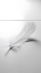Obraz premium White feather photography background minimalist aesthetic soft light delicate texture closeup studio shot