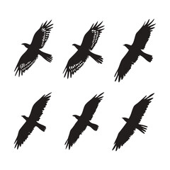 Fototapeta premium Vector illustration six silhouettes of birds of prey in flight, black graphic icons on