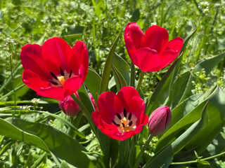 Tulips beautiful blooms in the field.