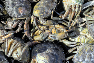 A Cluster Of Crabs Sitting Together In The Beach Environment.