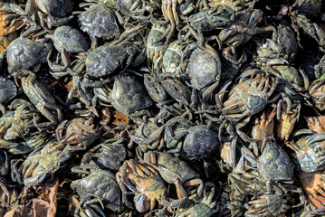 Close-up Image Of Multicolored Crab Cluster Stacked Together.