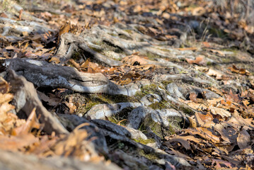 Fallen Branches And Dead Leaves Backdrop With Natural Setting Elements.