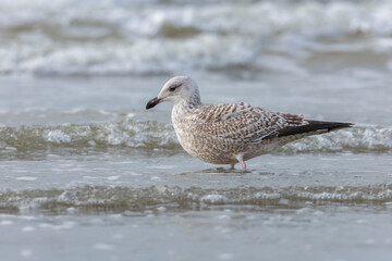 A beautiful herring gull in its natural habitat sitting in the waves of the North Sea