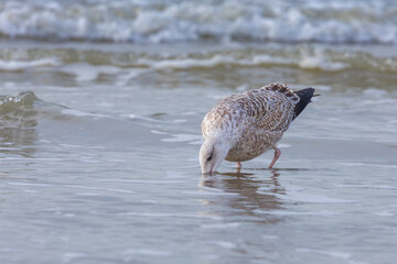 A beautiful herring gull in its natural habitat sitting in the waves of the North Sea