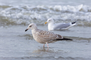 A beautiful herring gull in its natural habitat sitting in the waves of the North Sea