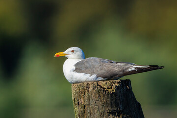 Lesser black-backed gull, Larus fuscus, perched