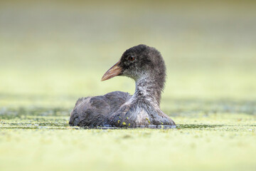 Eurasian Coot juvenile Fulica atra swimming closeup