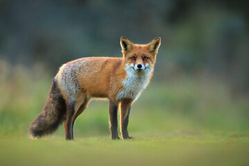 Naklejka premium Wild red fox, vulpes vulpes, foraging in a meadow