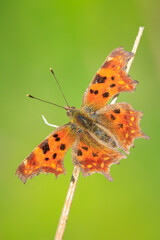 Obraz premium Comma butterfly, Polygonia c-album, resting side view