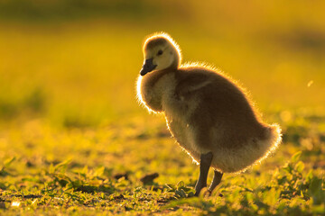 Greylag goose chick, Anser anser, in a meadow during sunset