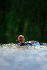 Male red-crested pochard Netta rufina waterfowl, low point of view.