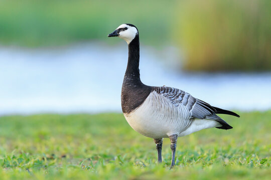 Closeup of a barnacle goose Branta leucopsis in a meadow