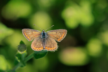  Brown Argus butterfly, Aricia agestis, open wings
