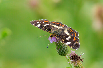 The map butterfly, araschnia levana, close-up portrait