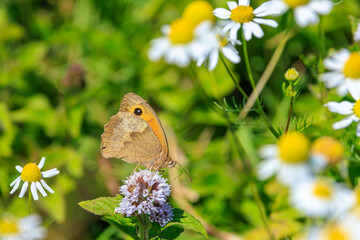 Meadow brown butterfly Maniola jurtina feeding nectar