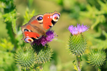 Aglais io, Peacock butterfly feeding nectar © Sander Meertins