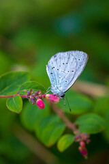 Closeup of a holly blue Celastrina argiolus butterfly feeding