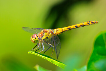 Common Darter Sympetrum striolatum female