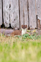 Stoat; mustela erminea; running hunting and jumping in grass