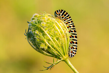 Caterpillar of a Old World swallowtail also common yellow swallowtail butterfly, Papilio machaon, feeding
