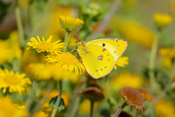 A pale clouded yellow butterfly, colias hyale, pollinating on a yellow flower