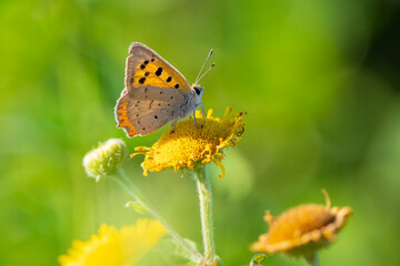 Small or common copper butterfly lycaena phlaeas closeup