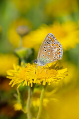 Common Blue butterfly, Polyommatus icarus, pollinating closeup