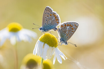 Common blue butterflies Polyommatus icarus couple mating © Sander Meertins