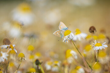 Common blue butterflies Polyommatus icarus couple mating © Sander Meertins