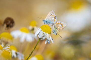 Common blue butterflies Polyommatus icarus couple mating © Sander Meertins