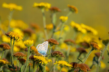Common Blue butterfly, Polyommatus icarus, pollinating closeup