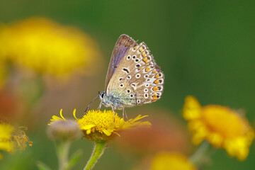 Common Blue butterfly, Polyommatus icarus, pollinating closeup